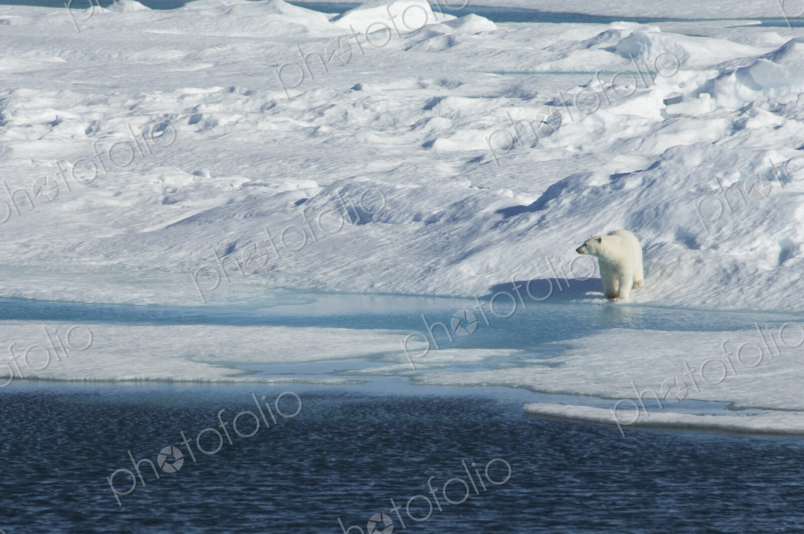 A polar bear standing on the edge of an ice field, by water.