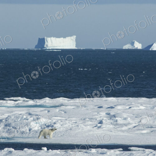 A polar bear walking across the ice, with large icebergs floating offshore. A polar bear walking across the ice, with large icebergs floating offshore.