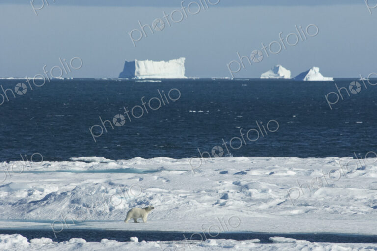 A polar bear walking across the ice, with large icebergs floating offshore.