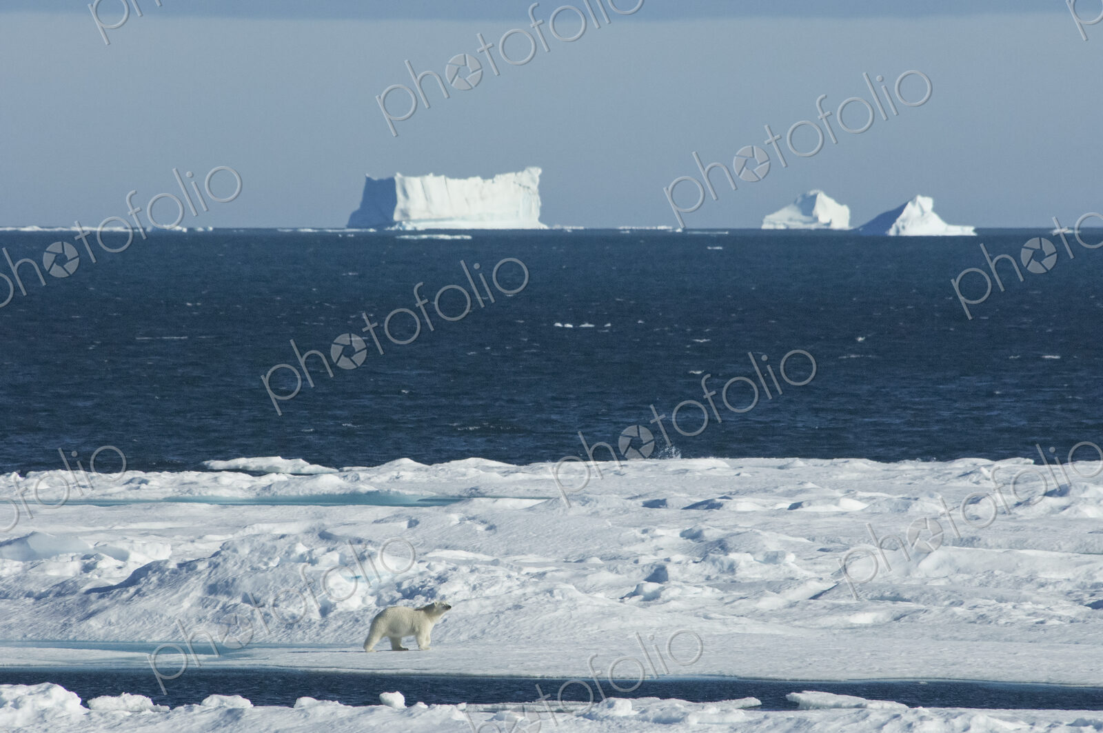 A polar bear walking across the ice, with large icebergs floating offshore.