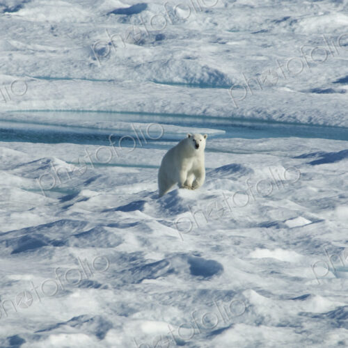 A polar bear walking across the uneven surface of an icefield, looking around with… A polar bear walking across the uneven surface of an icefield, looking around with…