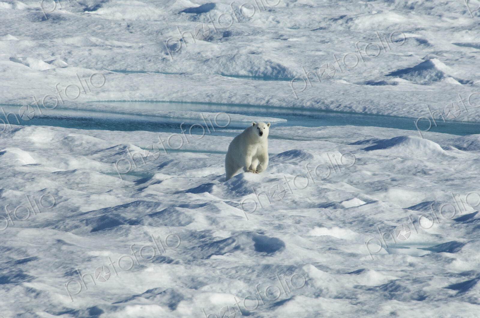 A polar bear walking across the uneven surface of an icefield, looking around with…