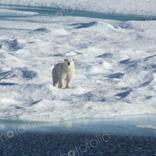 A polar bear walking across the uneven surface of an icefield, looking around with… A polar bear walking across the uneven surface of an icefield, looking around with…