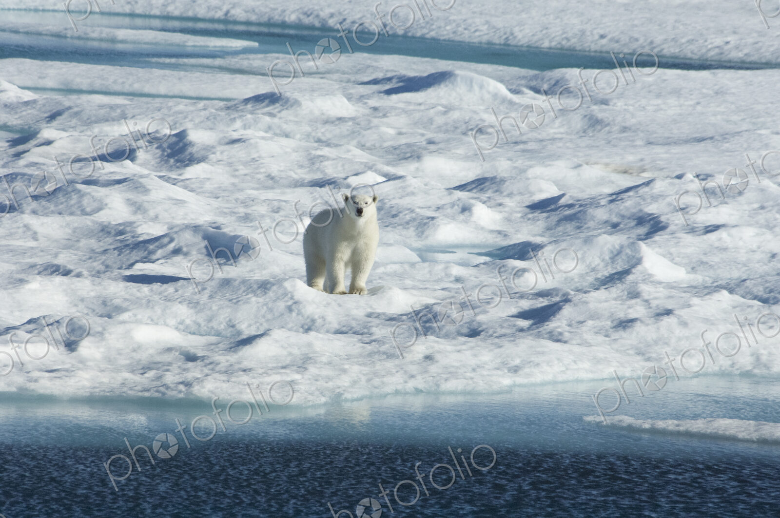 A polar bear walking across the uneven surface of an icefield, looking around with…