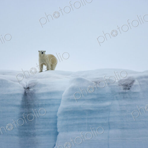 A polar bear,Ursus maritimus, standing on an ice cliff. A polar bear,Ursus maritimus, standing on an ice cliff.
