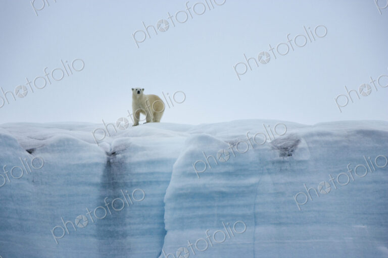 A polar bear,Ursus maritimus, standing on an ice cliff.