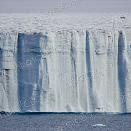 A polar bear,Ursus maritimus, striding across the ice. A polar bear,Ursus maritimus, striding across the ice.