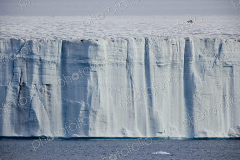 A polar bear,Ursus maritimus, striding across the ice.