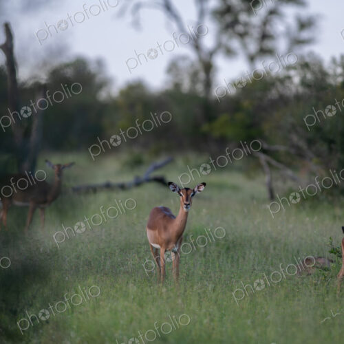 A portrait of a female impala, Aepyceros melampus, standing in grass.