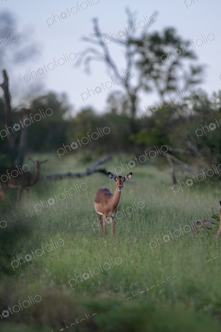 A portrait of a female impala, Aepyceros melampus, standing in grass.