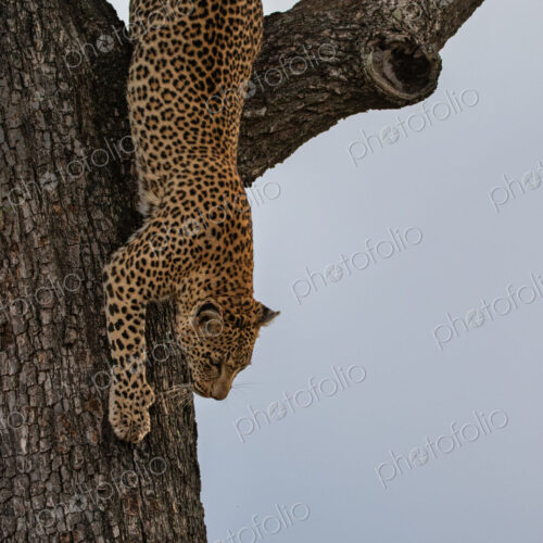 A portrait of a female leopard, Panthera pardus, climbing down a tree. A portrait of a female leopard, Panthera pardus, climbing down a tree.