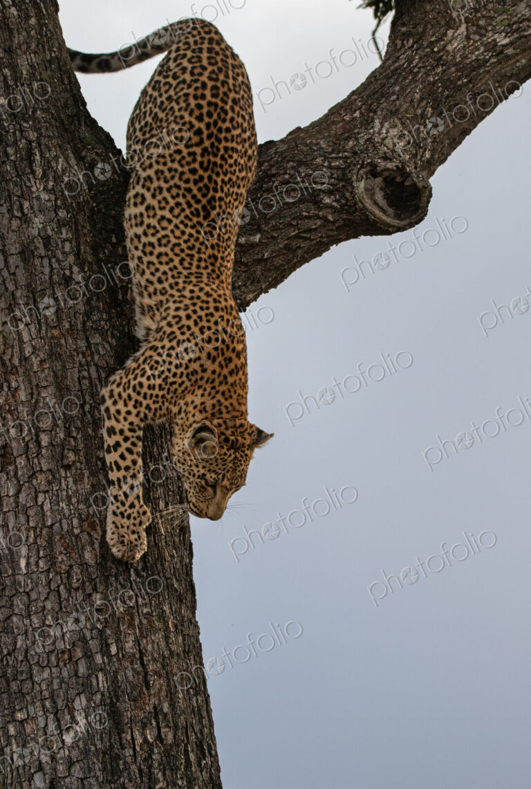A portrait of a female leopard, Panthera pardus, climbing down a tree.
