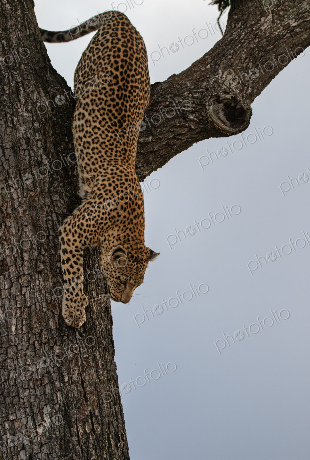A portrait of a female leopard, Panthera pardus, climbing down a tree.