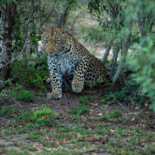 A portrait of a female leopard, Panthera pardus, direct gaze.