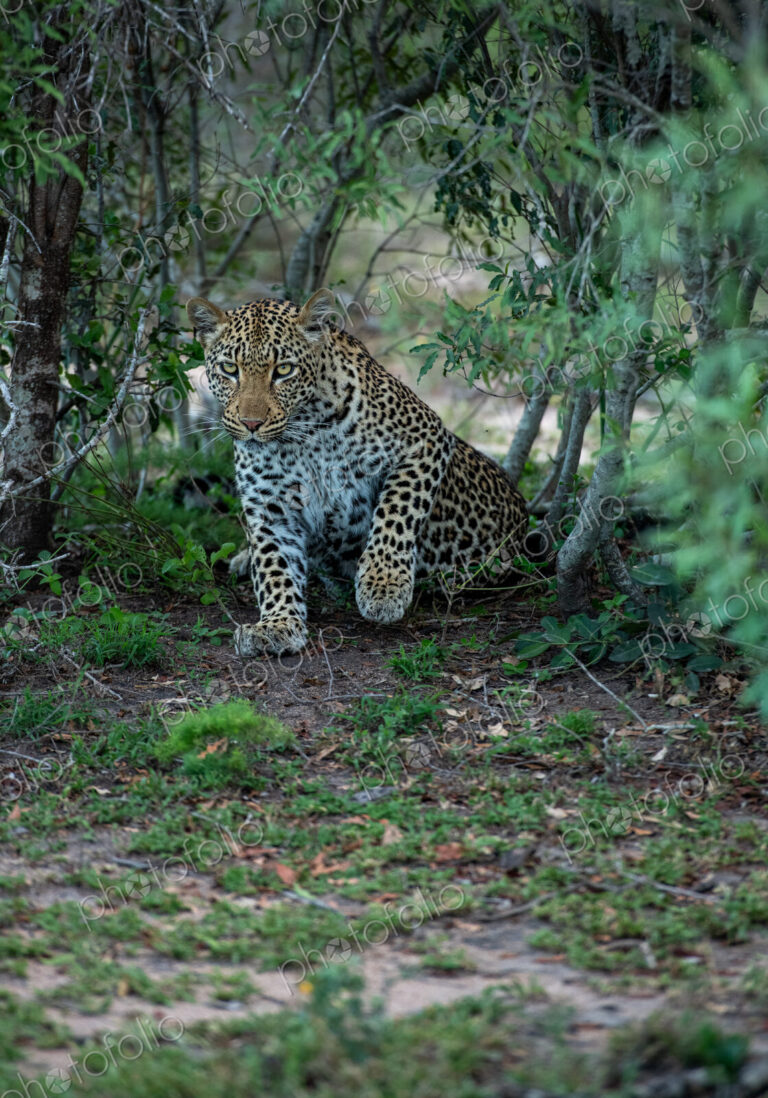 A portrait of a female leopard, Panthera pardus, direct gaze.