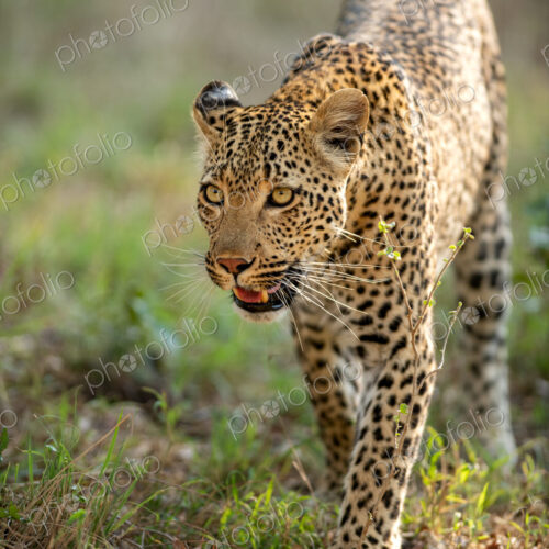 A portrait of a female leopard, Panthera pardus, golden light.