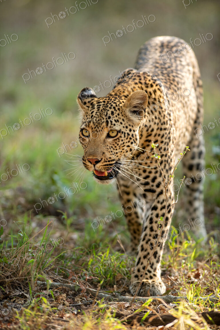 A portrait of a female leopard, Panthera pardus, golden light.