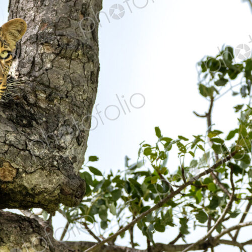 A portrait of a female leopard, Panthera pardus, in a tree. A portrait of a female leopard, Panthera pardus, in a tree.