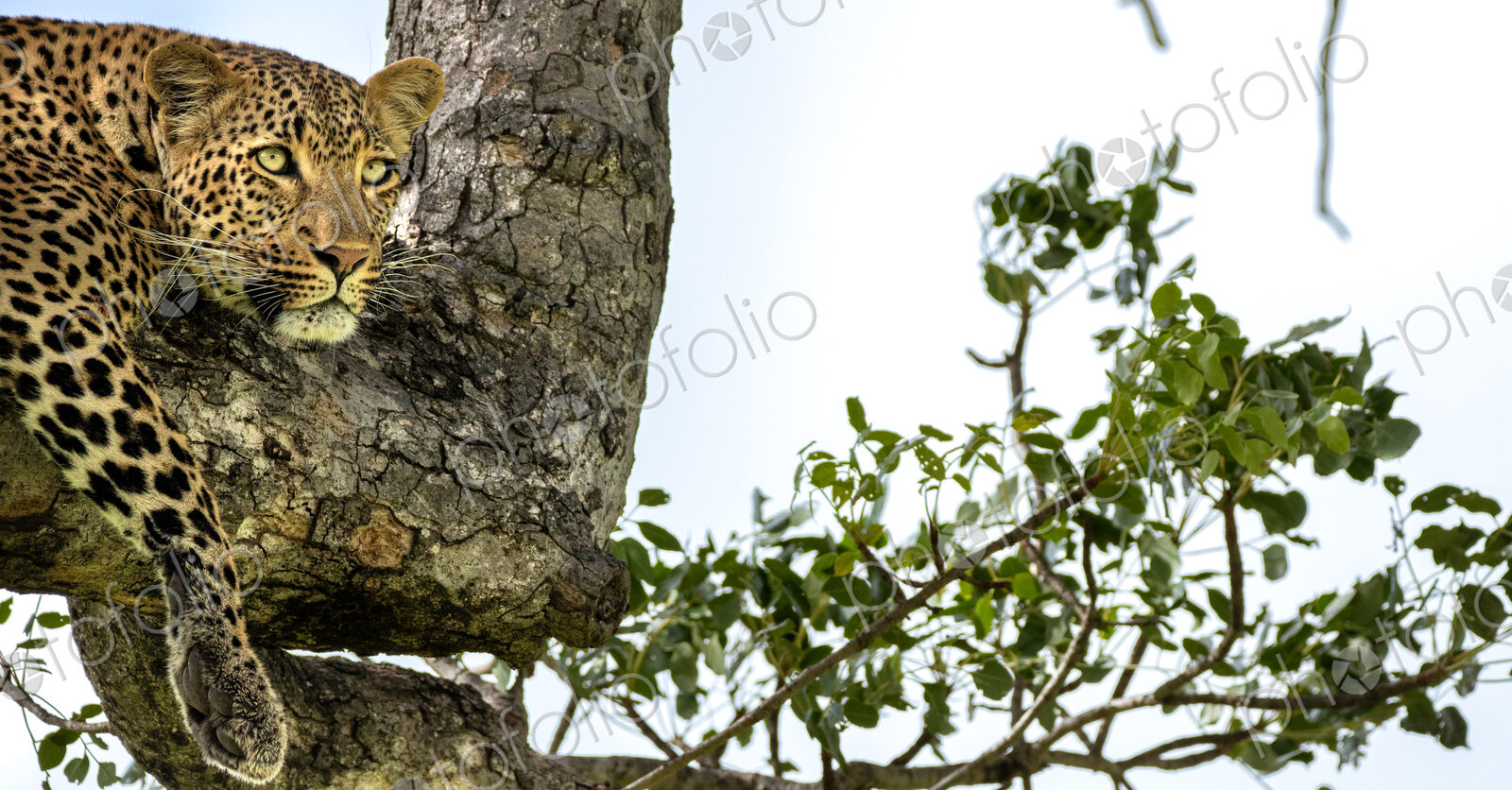 A portrait of a female leopard, Panthera pardus, in a tree.