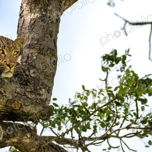 A portrait of a female leopard, Panthera pardus, in a tree. A portrait of a female leopard, Panthera pardus, in a tree.