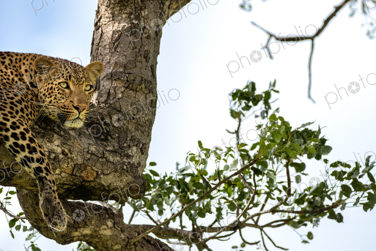 A portrait of a female leopard, Panthera pardus, in a tree.