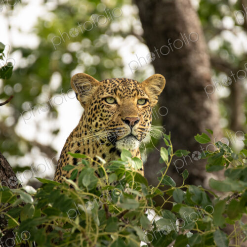 A portrait of a female leopard, Panthera pardus, in a tree. A portrait of a female leopard, Panthera pardus, in a tree.
