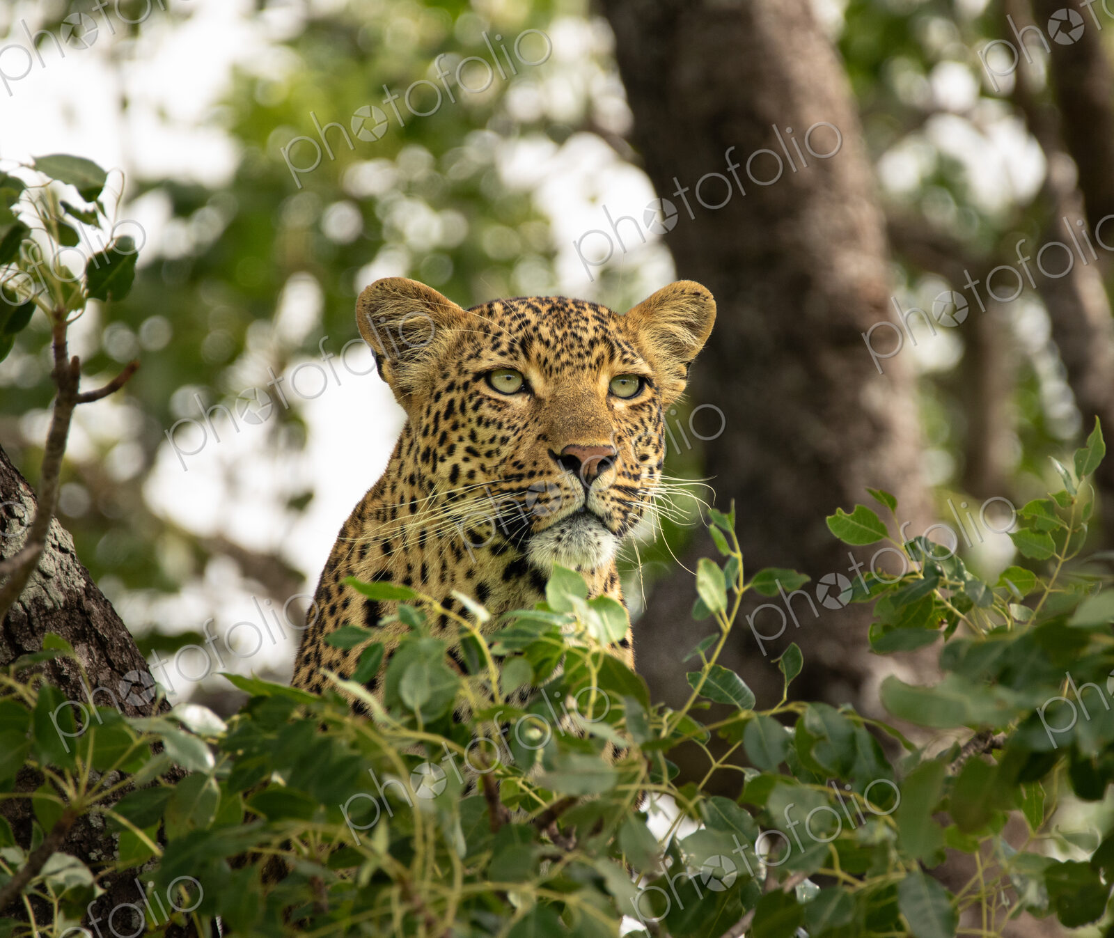 A portrait of a female leopard, Panthera pardus, in a tree.
