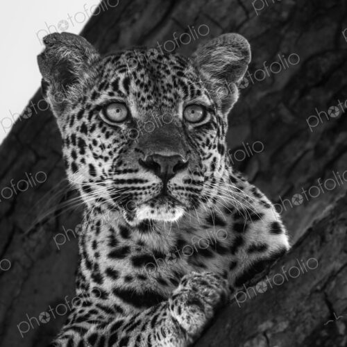 A portrait of a leopard, Panthera Pardus, black and white.