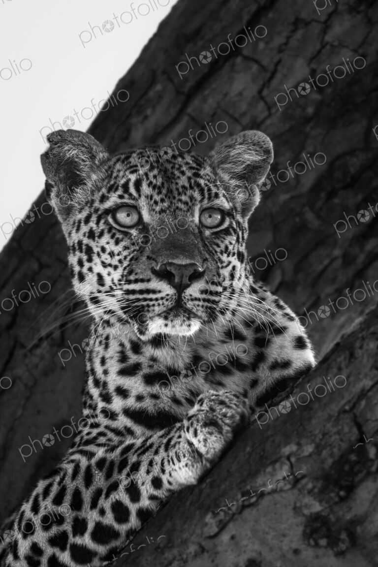 A portrait of a leopard, Panthera Pardus, black and white.