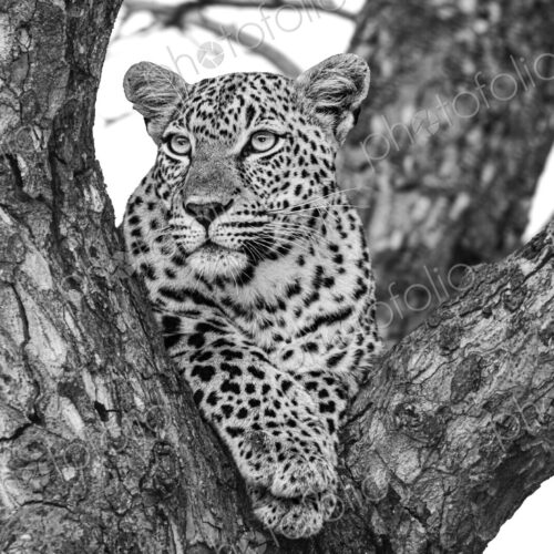 A portrait of a leopard, Panthera pardus, in a tree, in black and white. A portrait of a leopard, Panthera pardus, in a tree, in black and white.