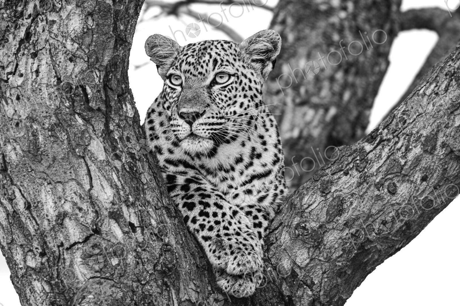 A portrait of a leopard, Panthera pardus, in a tree, in black and white.