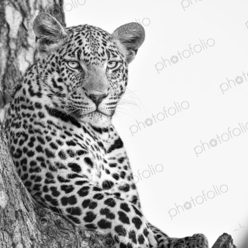 A portrait of a leopard, Panthera pardus, in a tree, in black and white. A portrait of a leopard, Panthera pardus, in a tree, in black and white.