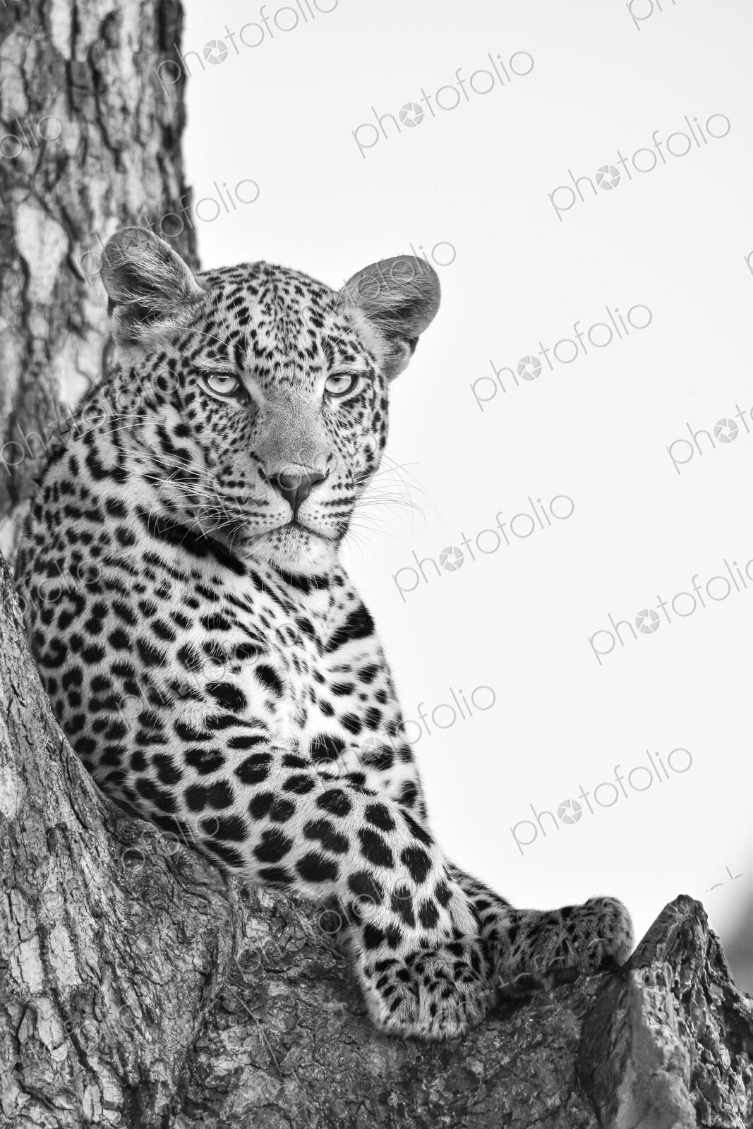 A portrait of a leopard, Panthera pardus, in a tree, in black and white.