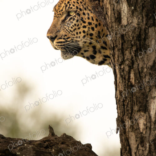 A portrait of a leopard, Panthera pardus, in a tree, side profile. A portrait of a leopard, Panthera pardus, in a tree, side profile.