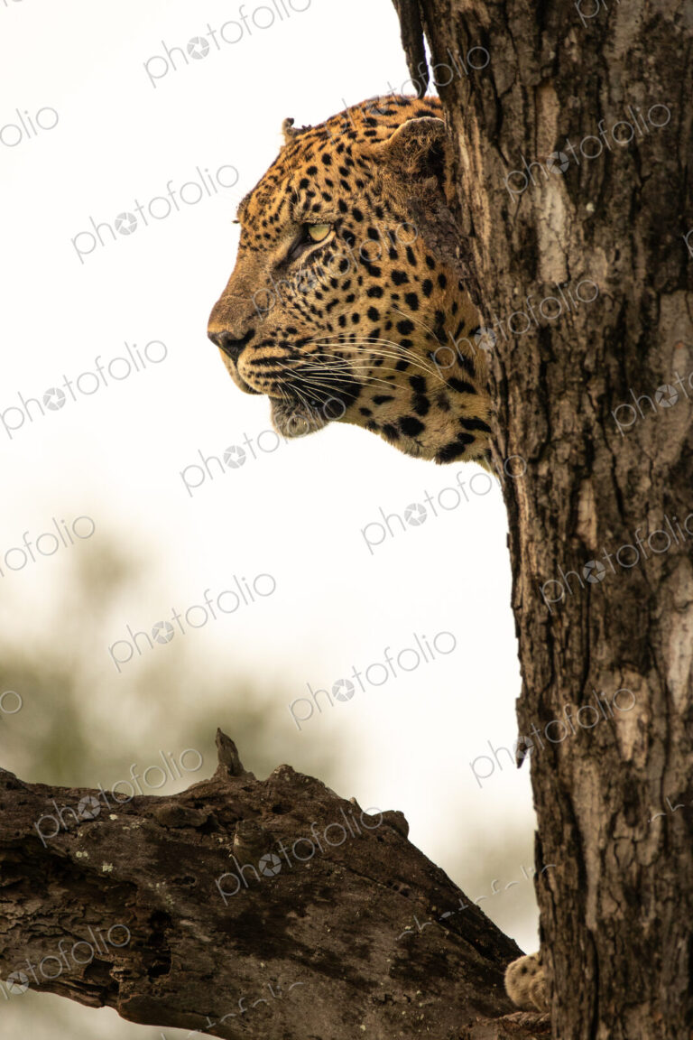 A portrait of a leopard, Panthera pardus, in a tree, side profile.