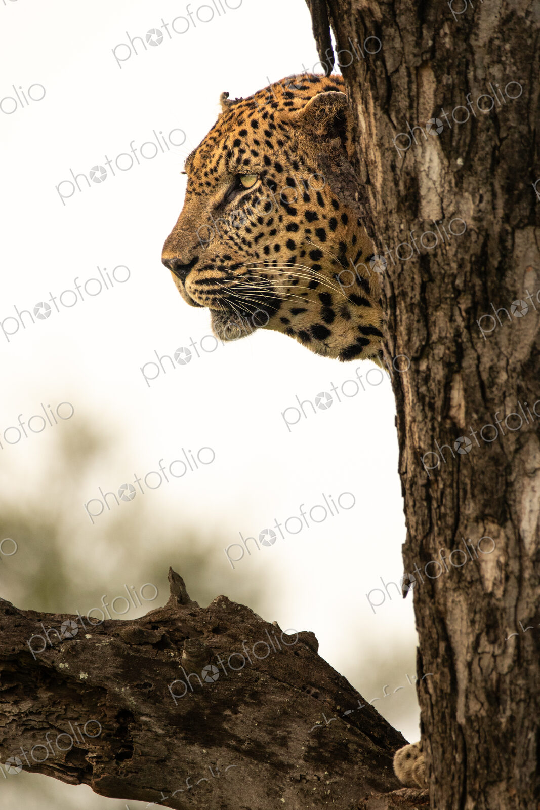 A portrait of a leopard, Panthera pardus, in a tree, side profile.