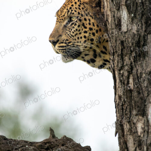 A portrait of a leopard, Panthera pardus, in a tree, side profile. A portrait of a leopard, Panthera pardus, in a tree, side profile.