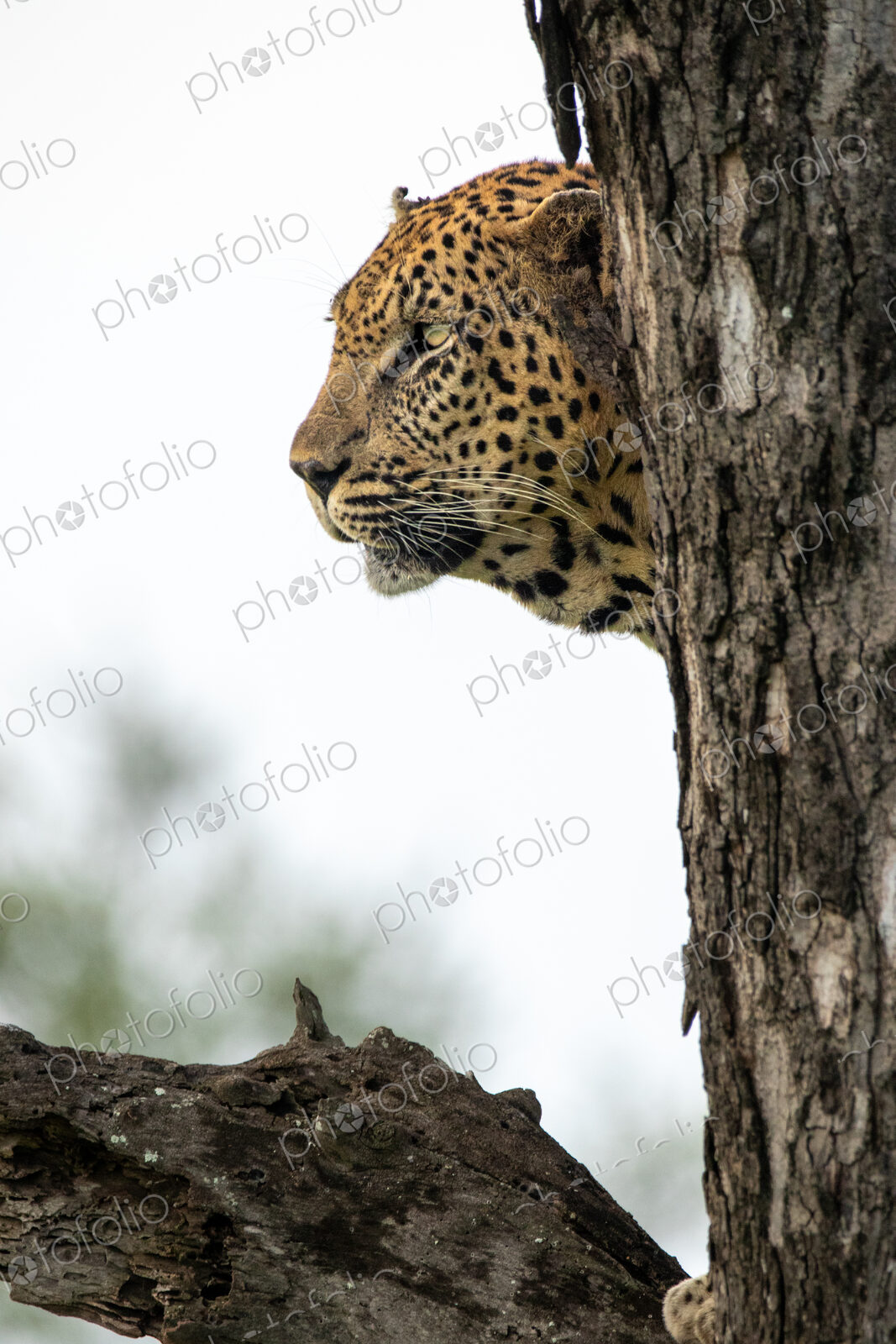 A portrait of a leopard, Panthera pardus, in a tree, side profile.