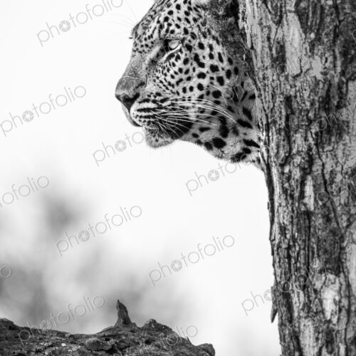 A portrait of a leopard, Panthera pardus, in a tree, side profile, in black and white. A portrait of a leopard, Panthera pardus, in a tree, side profile, in black and white.