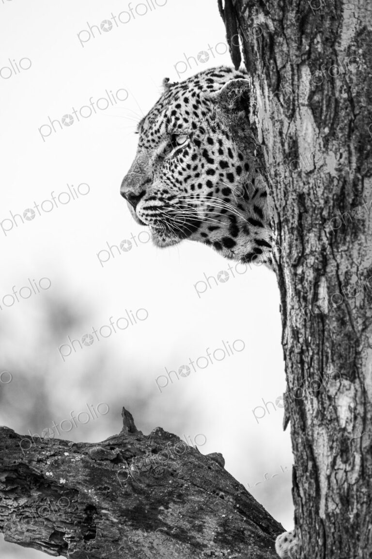 A portrait of a leopard, Panthera pardus, in a tree, side profile, in black and white.