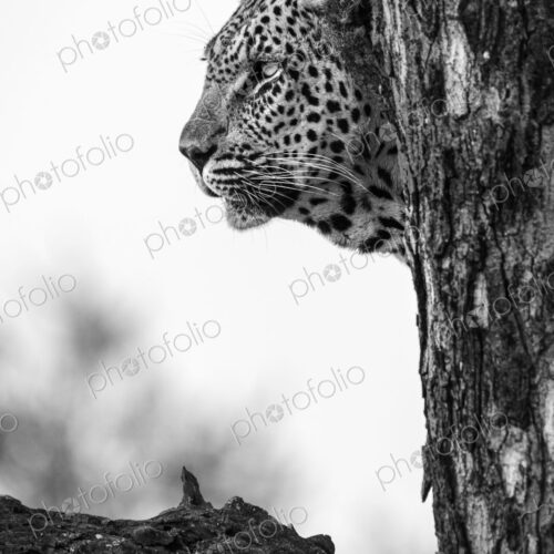 A portrait of a leopard, Panthera pardus, in a tree, side profile, in black and white. A portrait of a leopard, Panthera pardus, in a tree, side profile, in black and white.