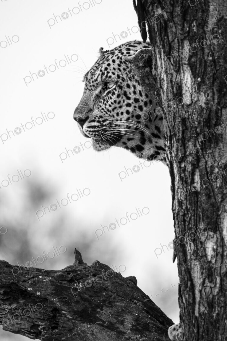 A portrait of a leopard, Panthera pardus, in a tree, side profile, in black and white.