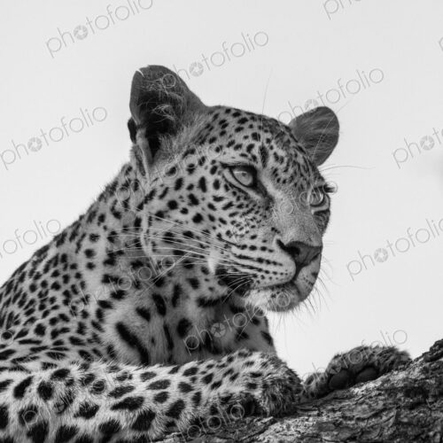 A portrait of a leopard, Panthera pardus, in black and white. A portrait of a leopard, Panthera pardus, in black and white.