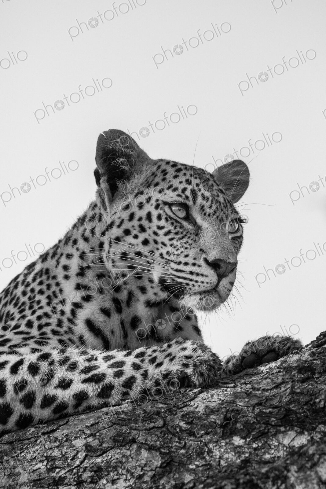 A portrait of a leopard, Panthera pardus, in black and white.