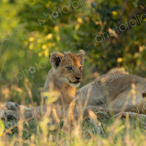 A portrait of a lion cub, Panthera leo, sitting in grass. A portrait of a lion cub, Panthera leo, sitting in grass.