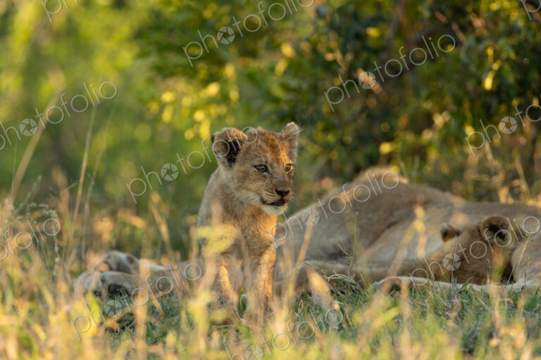 A portrait of a lion cub, Panthera leo, sitting in grass.