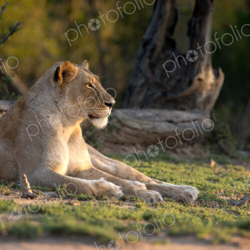 A portrait of a lioness, Panthera leo, in golden light, side profile.