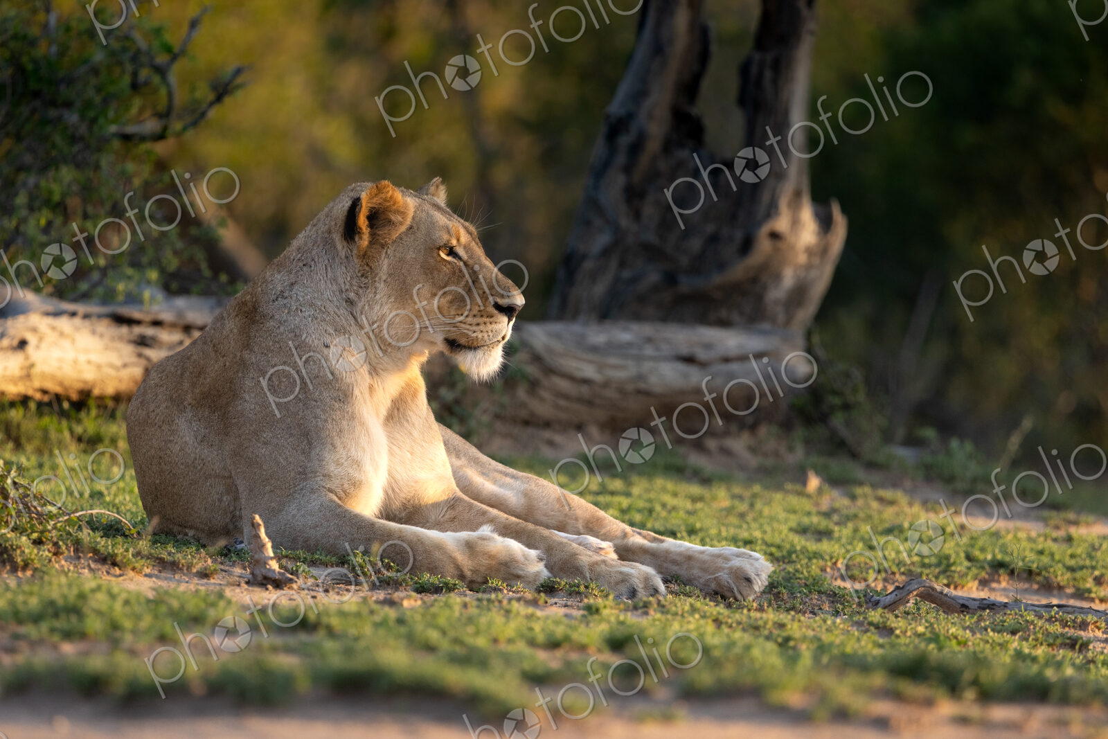 A portrait of a lioness, Panthera leo, in golden light, side profile.