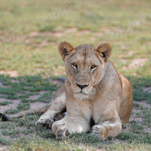 A portrait of a lioness, Panthera leo, lying down. A portrait of a lioness, Panthera leo, lying down.