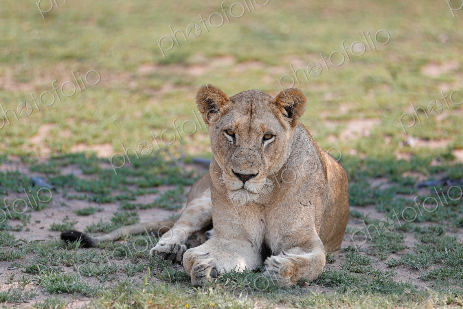 A portrait of a lioness, Panthera leo, lying down.